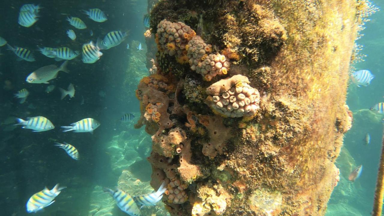 Pousada Conves - Ilha Grande Praia de Araçatiba Exteriér fotografie